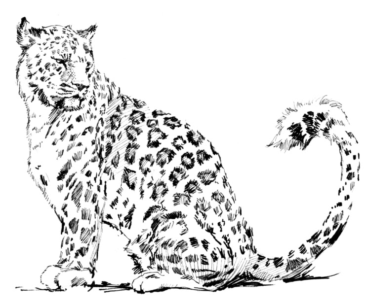 Página para colorir: Leopardo (animais) #9720 - Páginas para Colorir Imprimíveis Gratuitamente