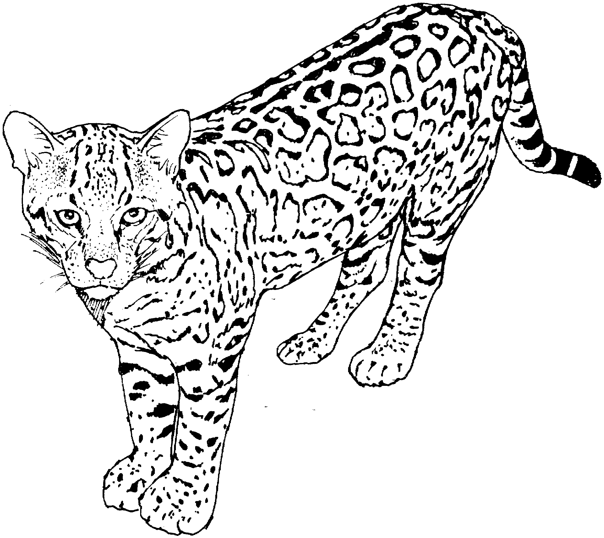 Página para colorir: Leopardo (animais) #9732 - Páginas para Colorir Imprimíveis Gratuitamente