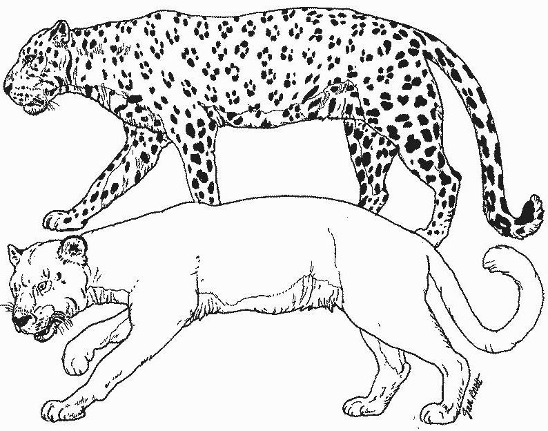 Página para colorir: Leopardo (animais) #9738 - Páginas para Colorir Imprimíveis Gratuitamente