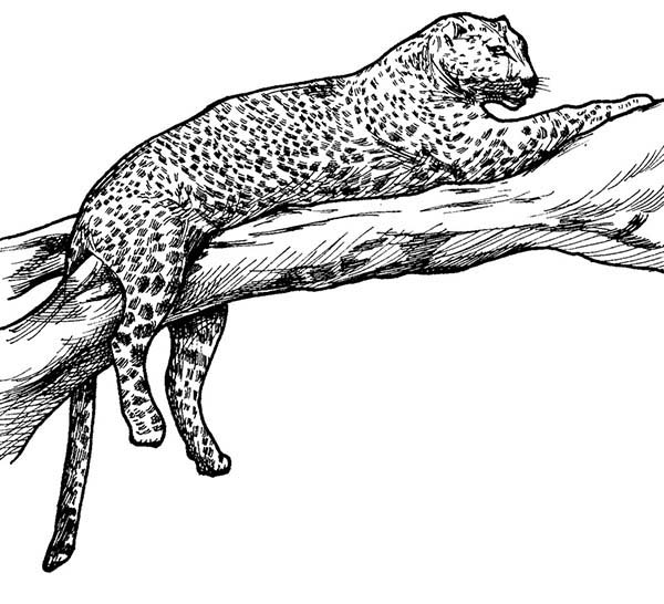 Página para colorir: Leopardo (animais) #9740 - Páginas para Colorir Imprimíveis Gratuitamente