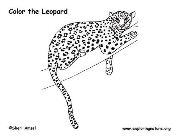 Página para colorir: Leopardo (animais) #9753 - Páginas para Colorir Imprimíveis Gratuitamente