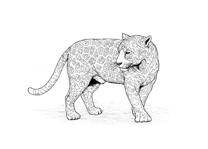 Página para colorir: Leopardo (animais) #9758 - Páginas para Colorir Imprimíveis Gratuitamente