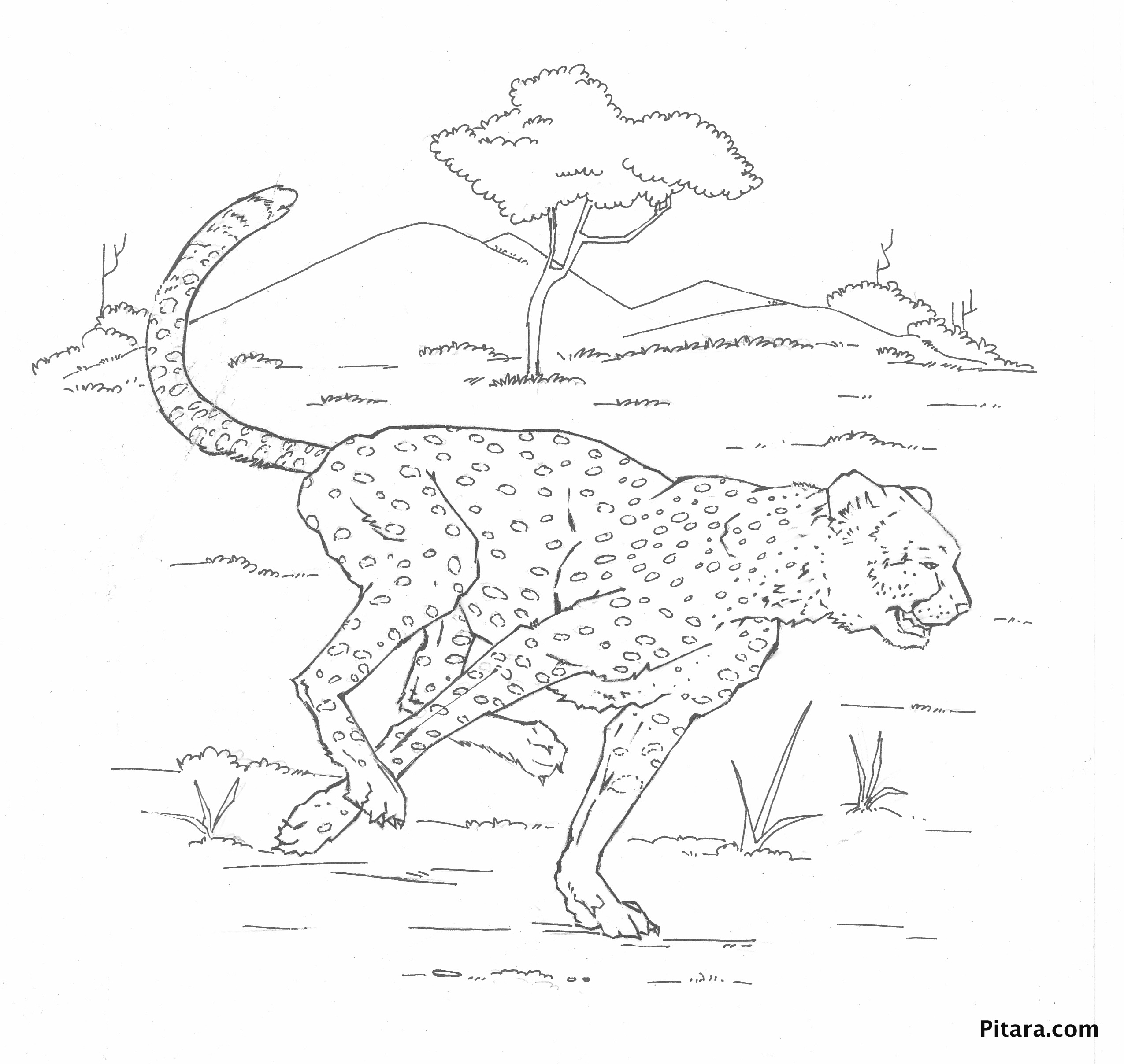 Página para colorir: Leopardo (animais) #9777 - Páginas para Colorir Imprimíveis Gratuitamente