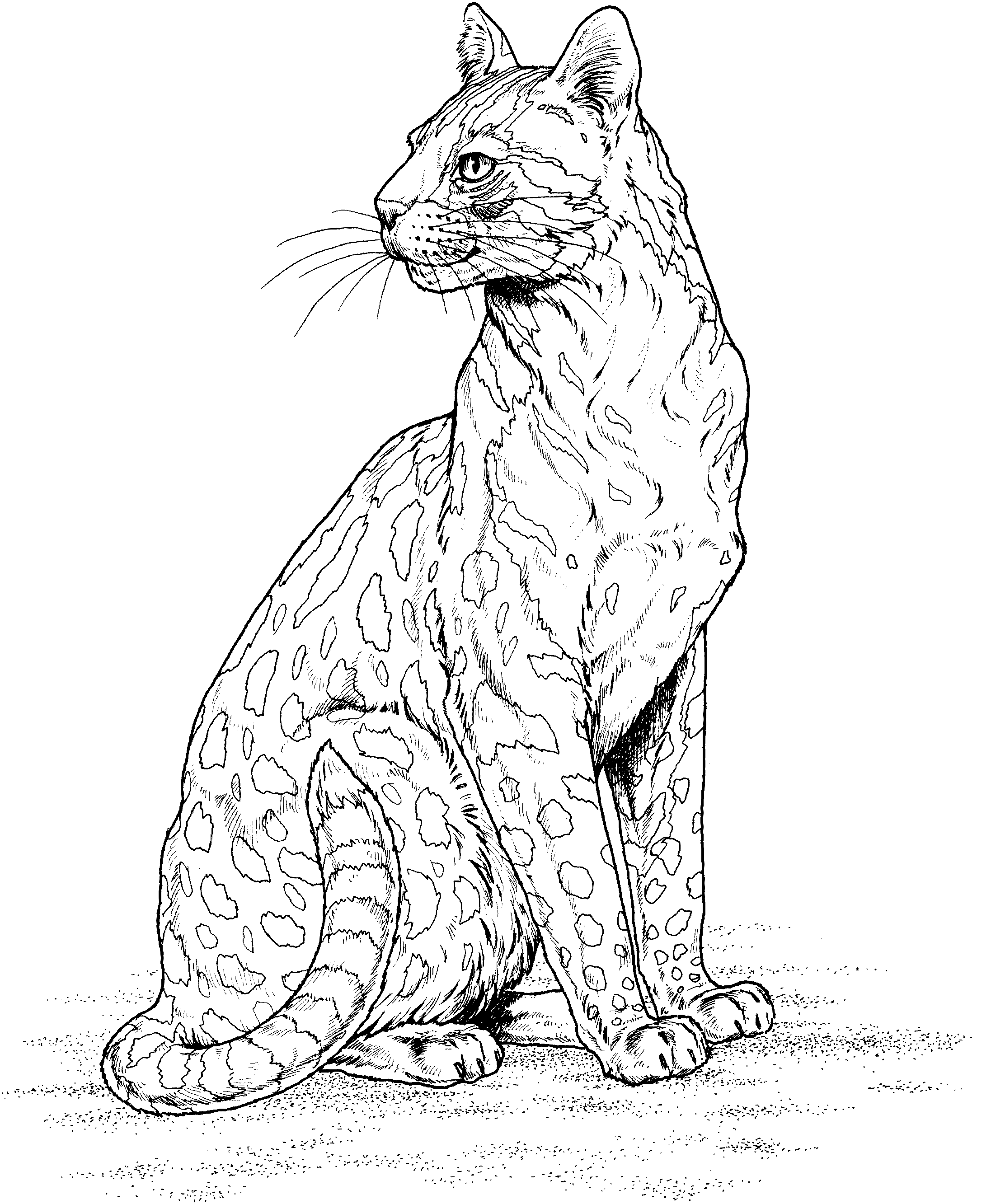 Página para colorir: Leopardo (animais) #9806 - Páginas para Colorir Imprimíveis Gratuitamente