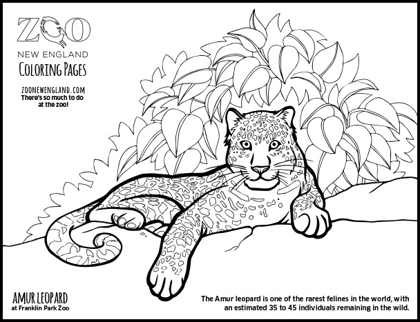 Página para colorir: Leopardo (animais) #9834 - Páginas para Colorir Imprimíveis Gratuitamente
