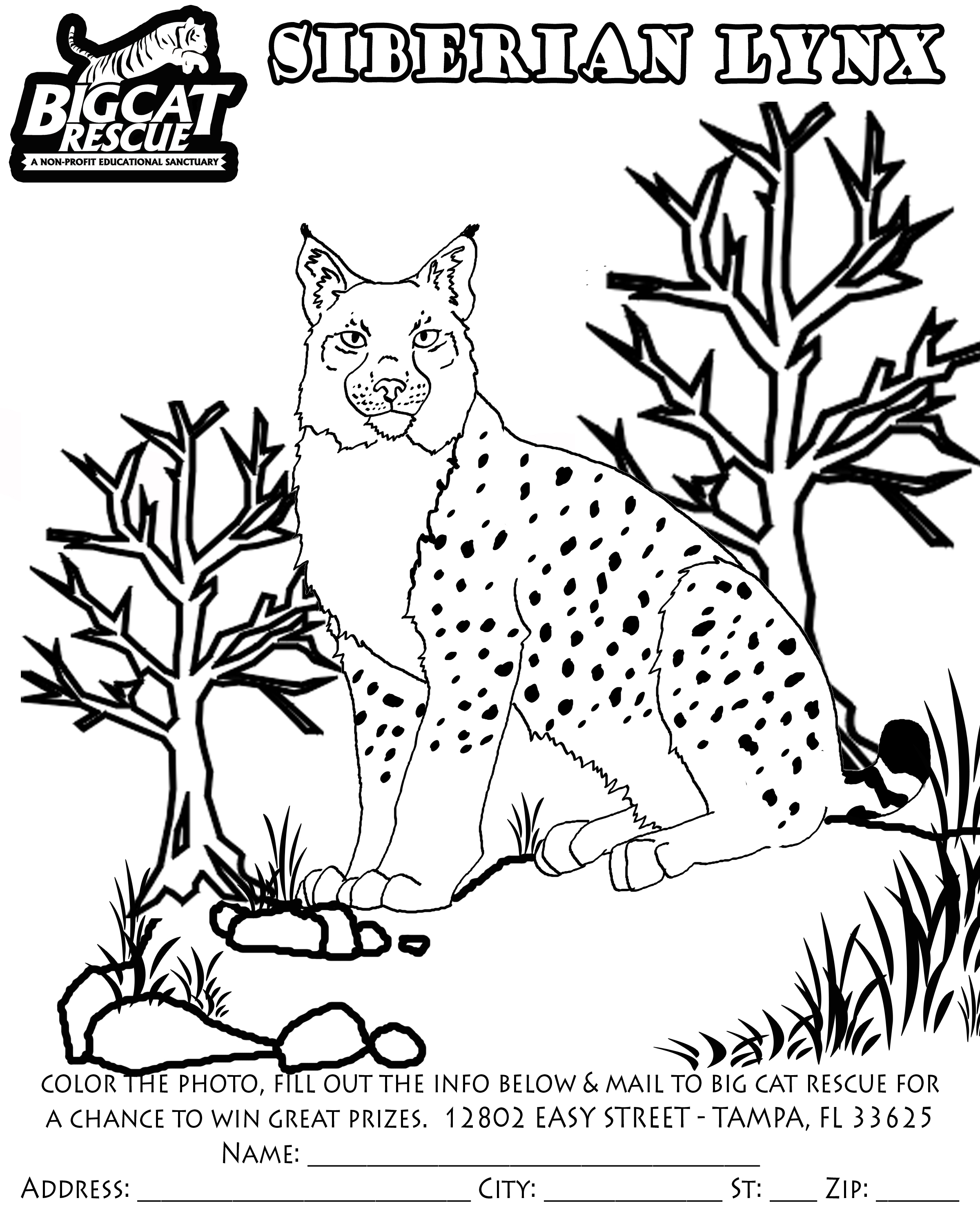 Página para colorir: Lince (animais) #10848 - Páginas para Colorir Imprimíveis Gratuitamente