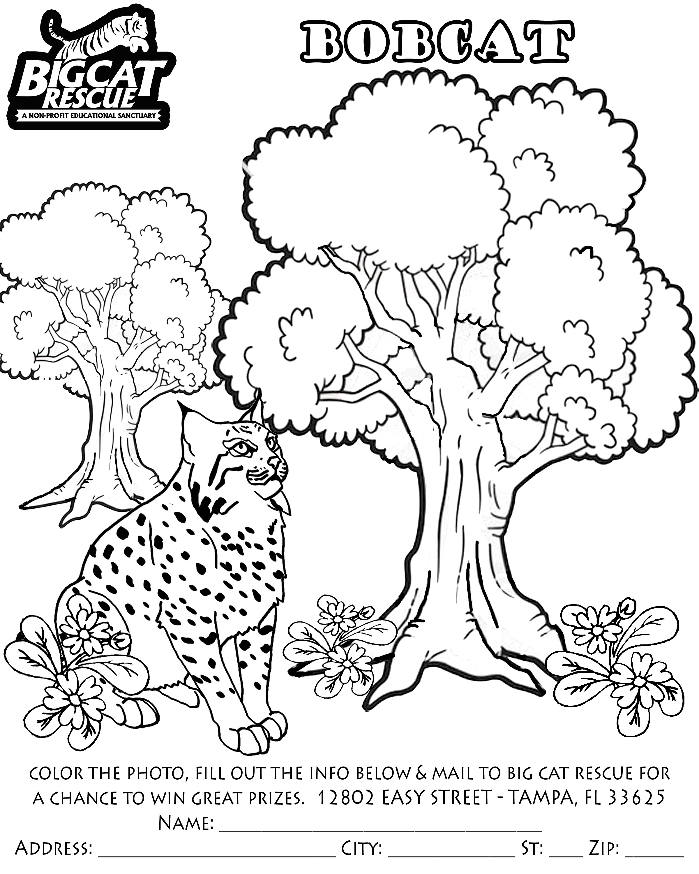 Página para colorir: Lince (animais) #10861 - Páginas para Colorir Imprimíveis Gratuitamente