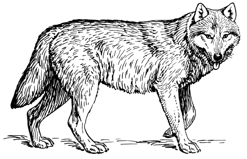 Página para colorir: Lobo (animais) #10444 - Páginas para Colorir Imprimíveis Gratuitamente