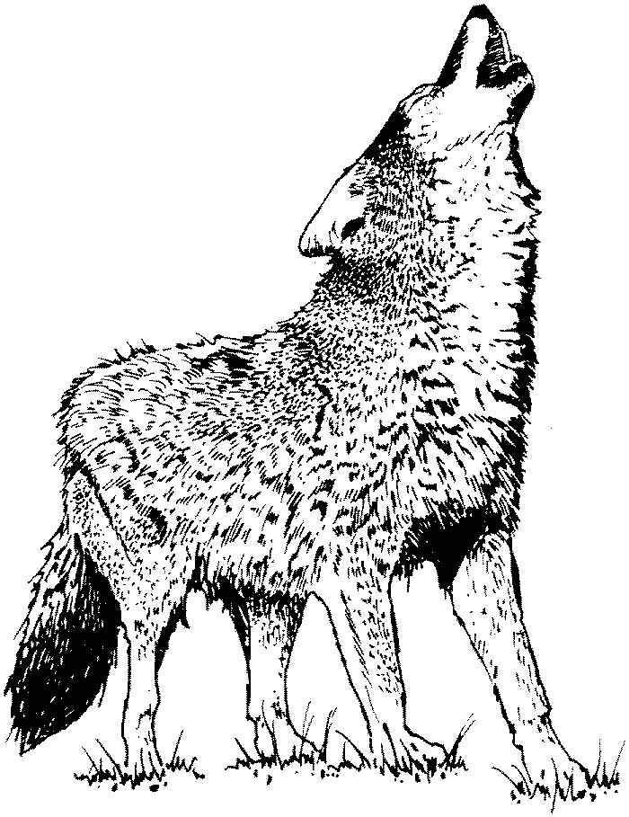 Página para colorir: Lobo (animais) #10483 - Páginas para Colorir Imprimíveis Gratuitamente