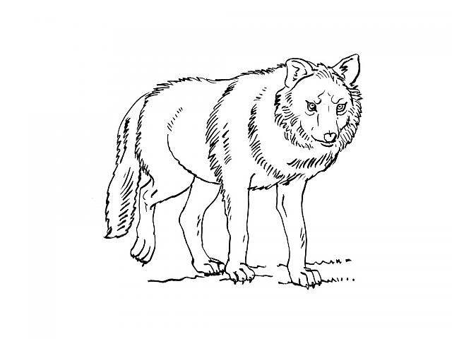 Página para colorir: Lobo (animais) #10501 - Páginas para Colorir Imprimíveis Gratuitamente