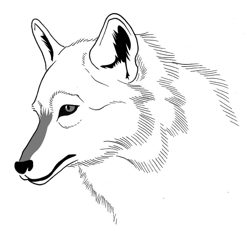 Página para colorir: Lobo (animais) #10528 - Páginas para Colorir Imprimíveis Gratuitamente