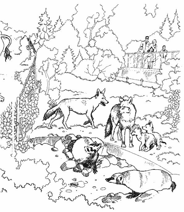 Página para colorir: Lobo (animais) #10540 - Páginas para Colorir Imprimíveis Gratuitamente