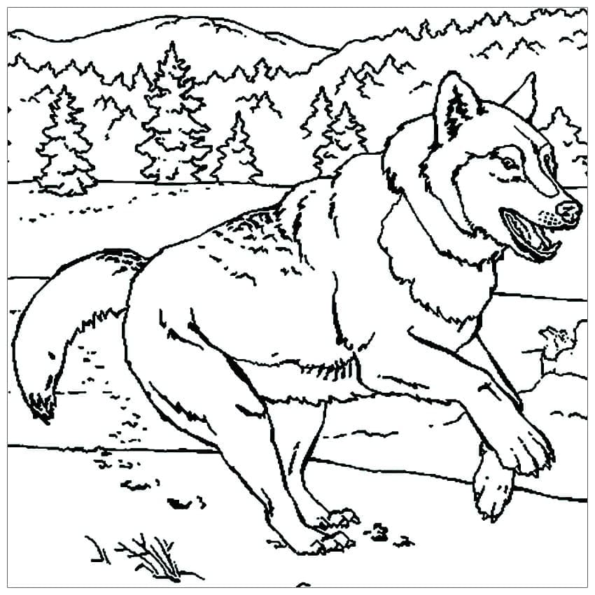 Desenho gratuito Lobo #175241 da colecao Animais para imprimir