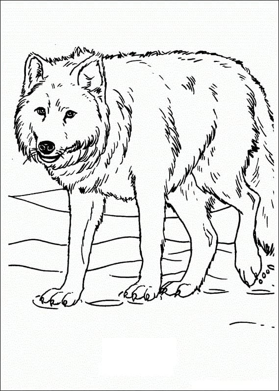 Desenho gratuito Lobo #175257 da colecao Animais para imprimir