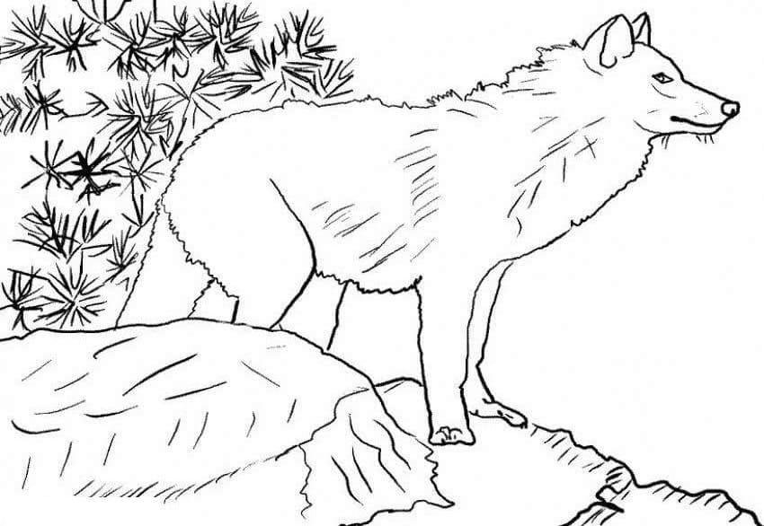 Desenho gratuito Lobo #175258 da colecao Animais para imprimir