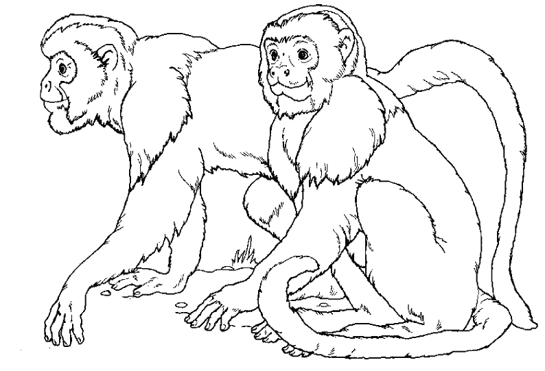 Página para colorir: Macaco (animais) #14177 - Páginas para Colorir Imprimíveis Gratuitamente