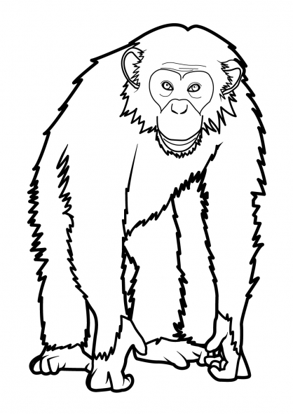 Página para colorir: Macaco (animais) #14220 - Páginas para Colorir Imprimíveis Gratuitamente