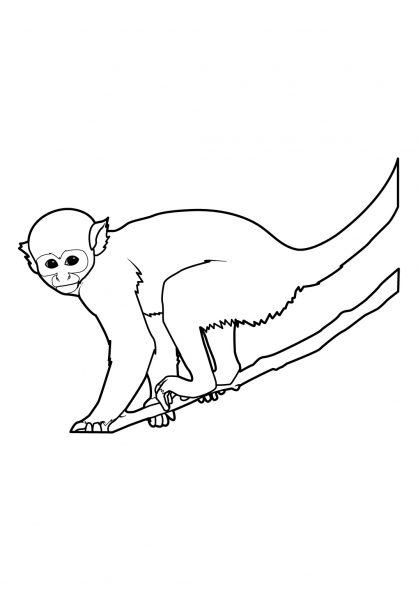 Página para colorir: Macaco (animais) #14225 - Páginas para Colorir Imprimíveis Gratuitamente