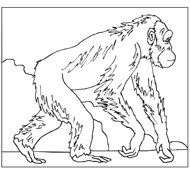 Página para colorir: Macaco (animais) #14227 - Páginas para Colorir Imprimíveis Gratuitamente