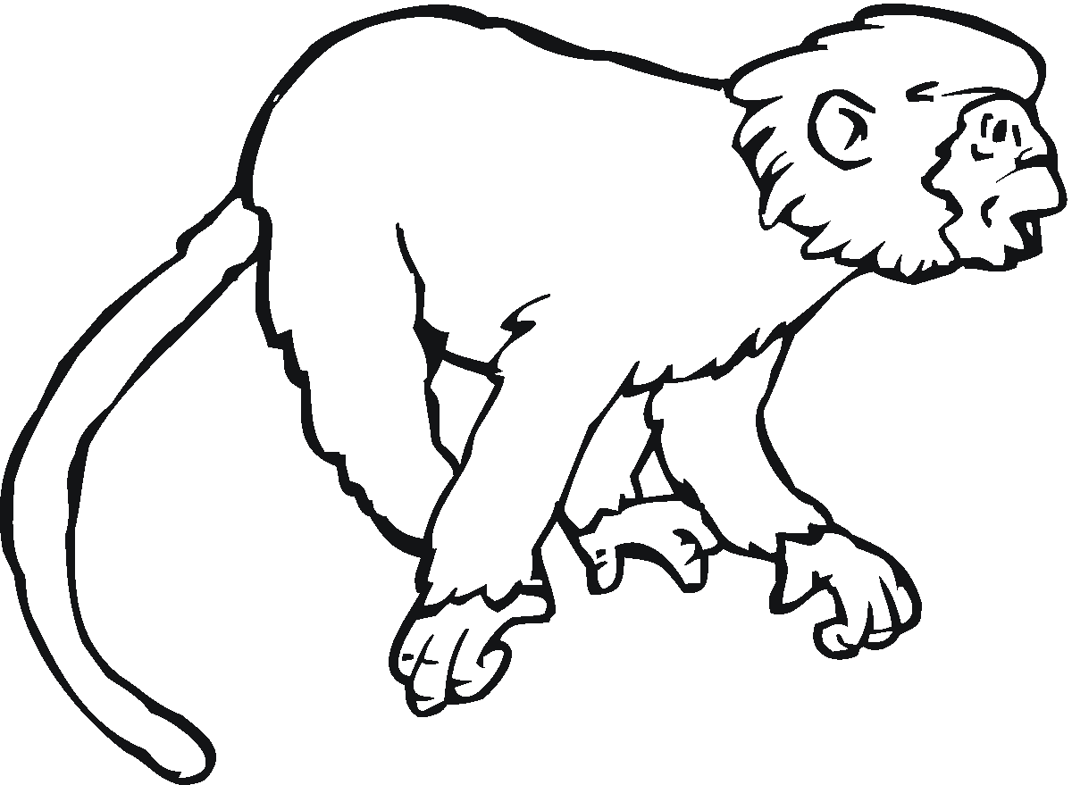 Desenhos Macaco (animais) para colorir – Páginas para Colorir Imprimíveis