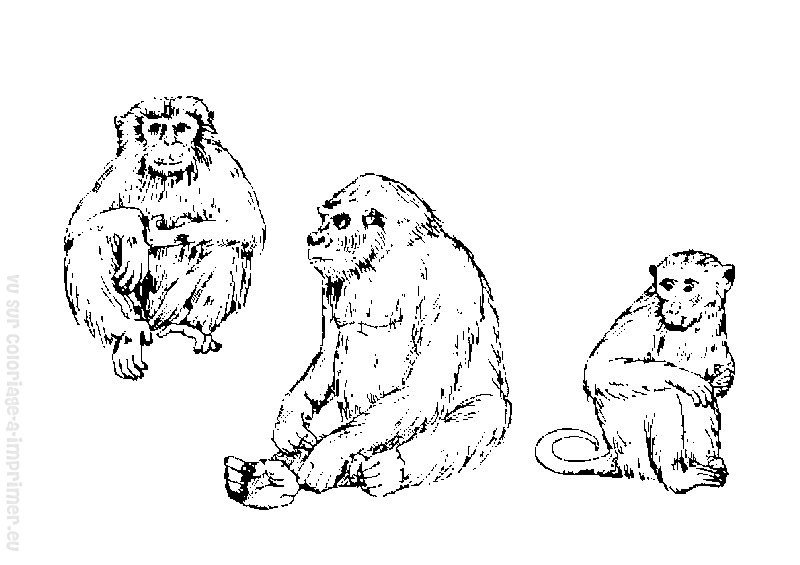 Página para colorir: Macaco (animais) #14289 - Páginas para Colorir Imprimíveis Gratuitamente