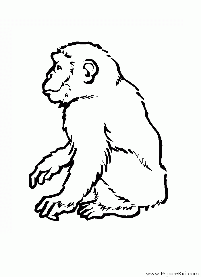Página para colorir: Macaco (animais) #14295 - Páginas para Colorir Imprimíveis Gratuitamente