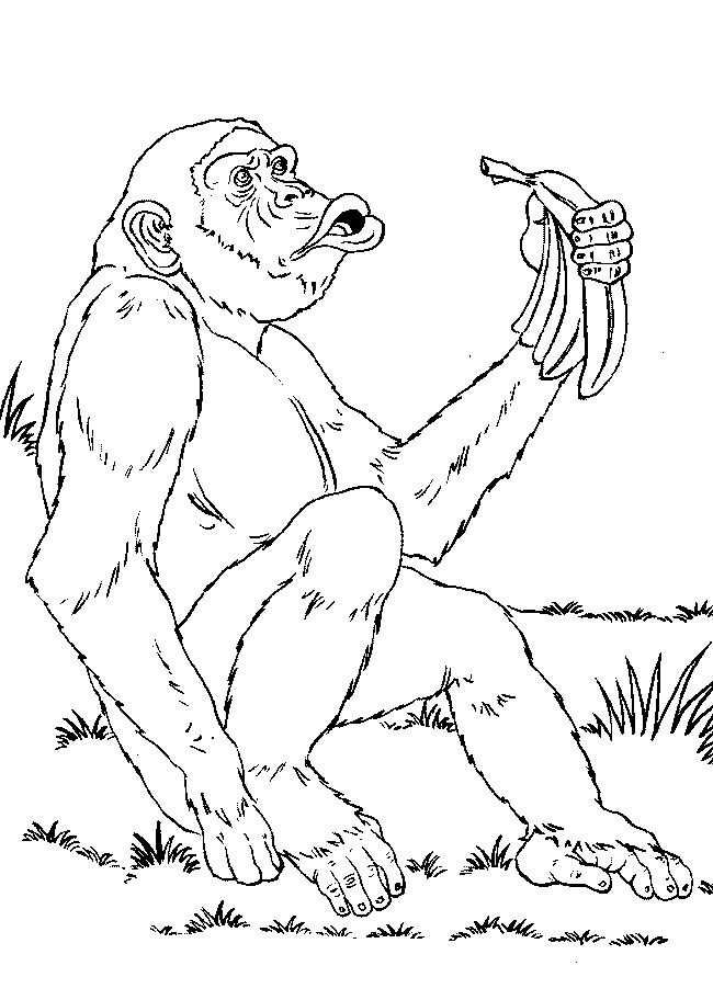 Página para colorir: Macaco (animais) #14302 - Páginas para Colorir Imprimíveis Gratuitamente