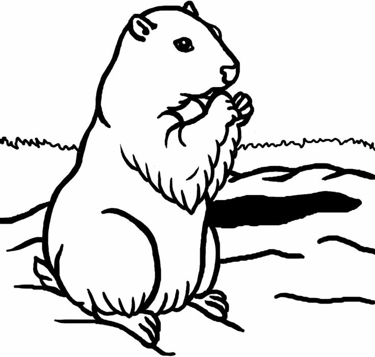 Página para colorir: Marmota (animais) #10955 - Páginas para Colorir Imprimíveis Gratuitamente
