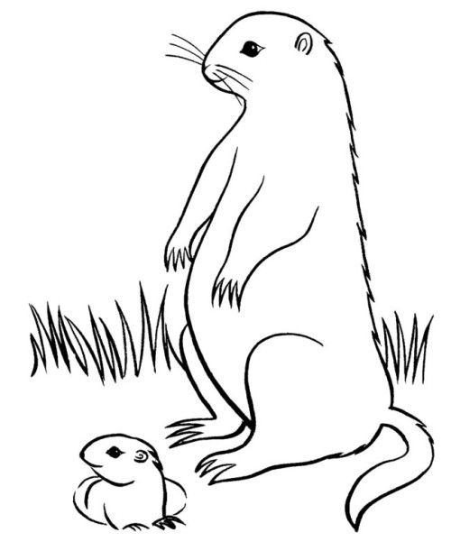 Página para colorir: Marmota (animais) #10978 - Páginas para Colorir Imprimíveis Gratuitamente