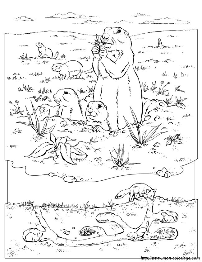 Página para colorir: Marmota (animais) #11051 - Páginas para Colorir Imprimíveis Gratuitamente