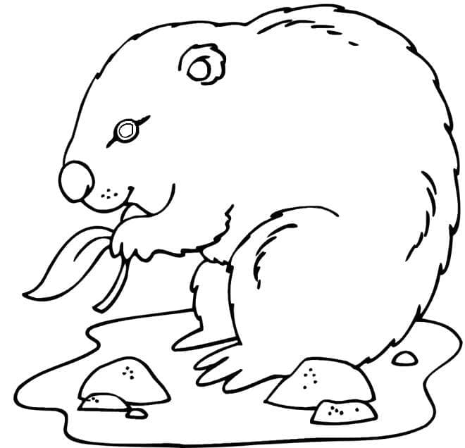 Desenho gratuito Marmota #212710 da colecao Animais para imprimir