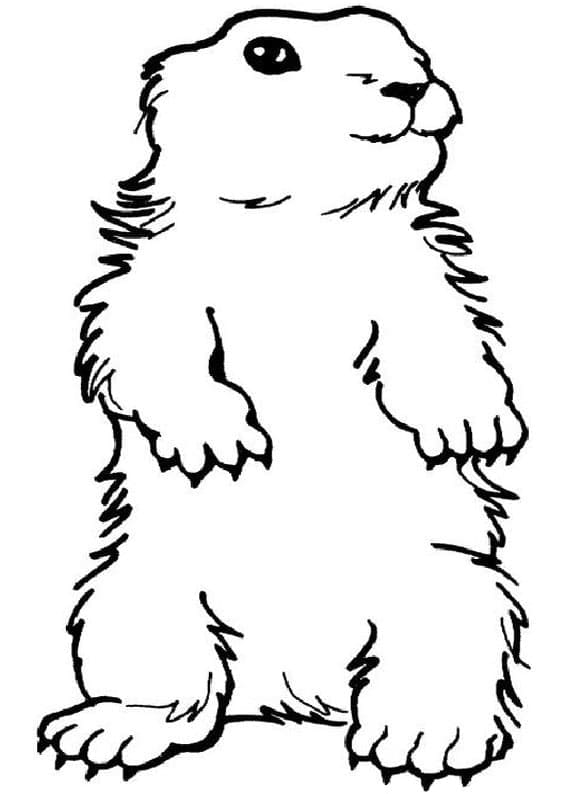 Desenho gratuito Marmota #212718 da colecao Animais para imprimir