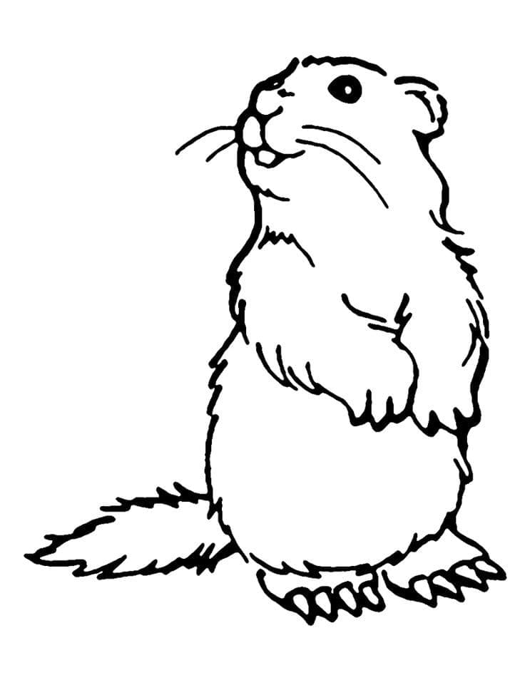 Desenho para colorir Marmota #212721 da coleção Animais, pronto para imprimir