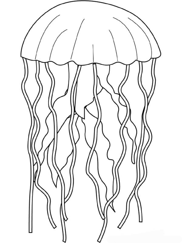 Página para colorir: Medusa (animais) #20383 - Páginas para Colorir Imprimíveis Gratuitamente