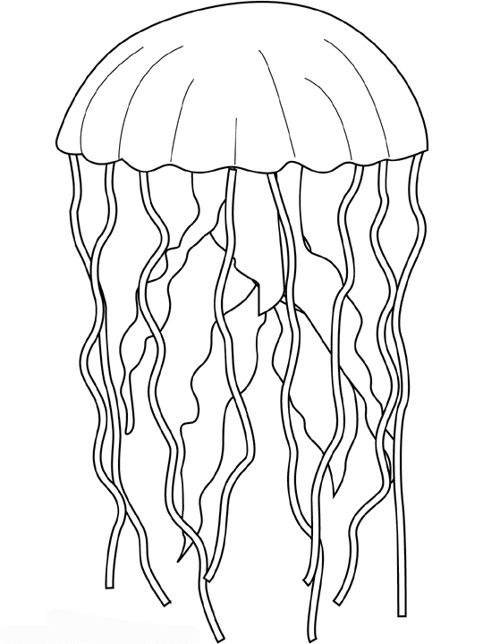 Página para colorir: Medusa (animais) #20483 - Páginas para Colorir Imprimíveis Gratuitamente