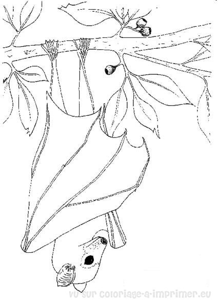 Desenho gratuito Morcego #2029 da colecao Animais para imprimir Desenho gratuito Morcego #2029 da colecao Animais para imprimir