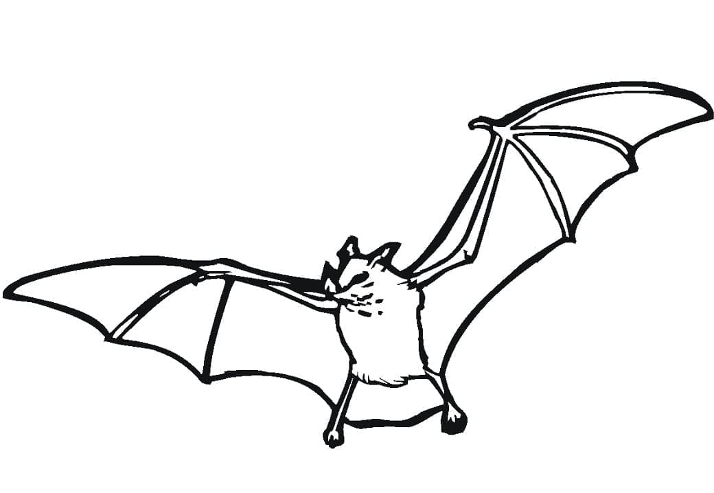 Desenho gratuito Morcego #212487 da colecao Animais para imprimir