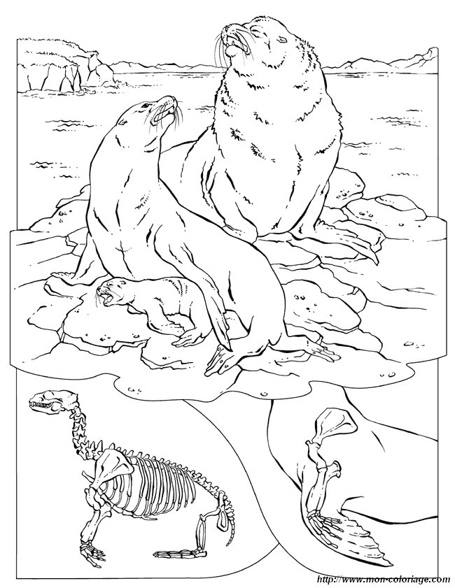 Página para colorir: Morsa (animais) #16606 - Páginas para Colorir Imprimíveis Gratuitamente