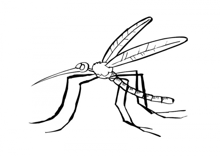 Página para colorir: Mosquito (animais) #11322 - Páginas para Colorir Imprimíveis Gratuitamente