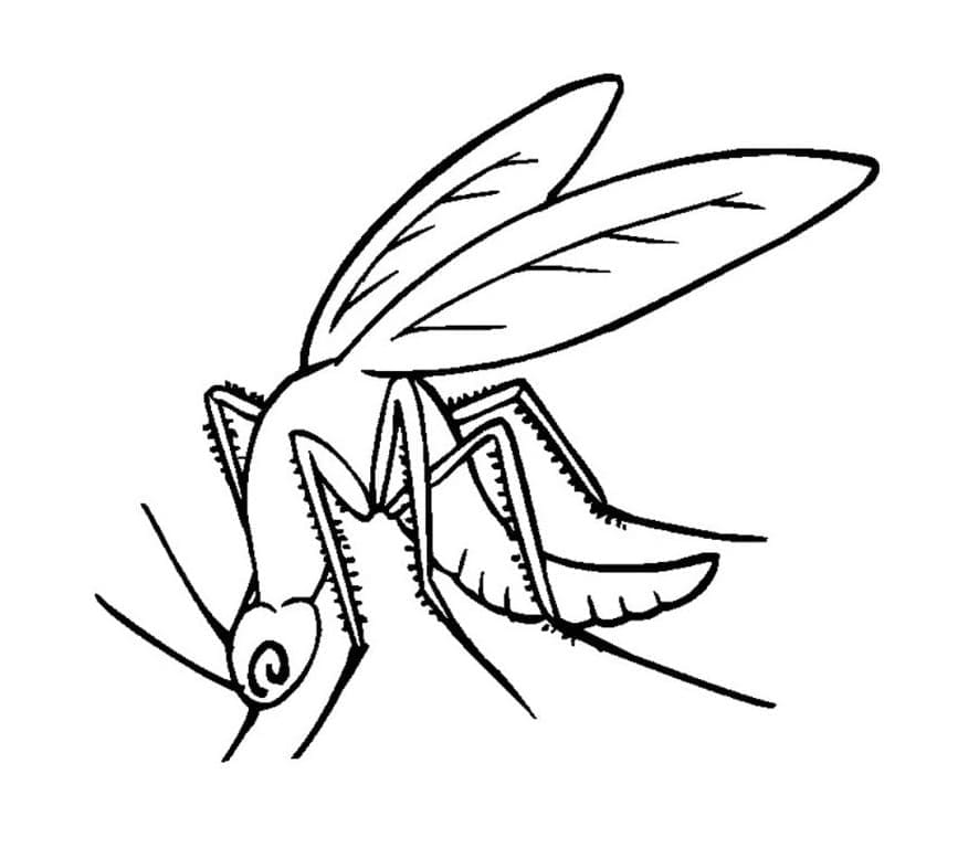 Página para colorir: Mosquito (Animais) #207164 - Páginas para Colorir Imprimíveis Gratuitamente
