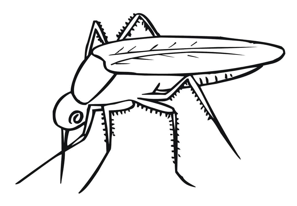 Página para colorir: Mosquito (Animais) #207174 - Páginas para Colorir Imprimíveis Gratuitamente