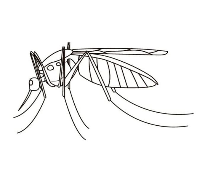 Página para colorir: Mosquito (Animais) #207178 - Páginas para Colorir Imprimíveis Gratuitamente