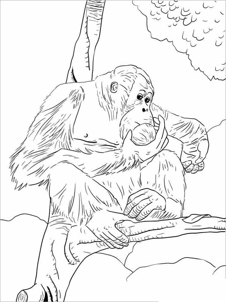 Desenho gratuito Orangotango #191571 da colecao Animais para imprimir