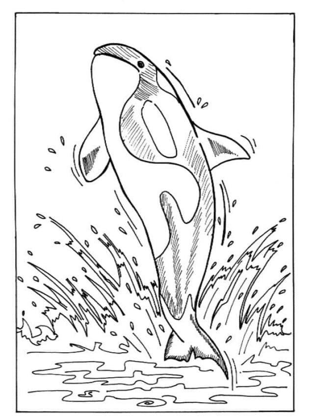 Desenho gratuito Orca #213462 da colecao Animais para imprimir
