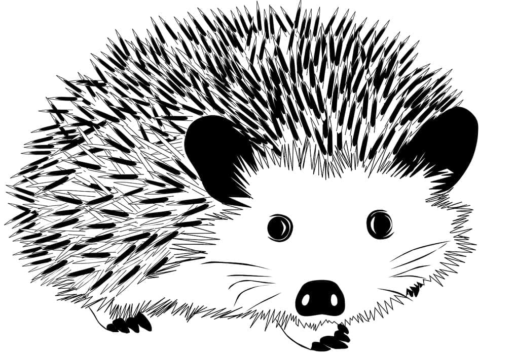 Linda página de Ouriço #190625 para colorir, da coleção Animais, baixe grátis