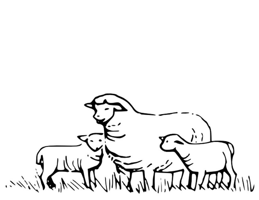 Página para colorir: Ovelha (animais) #11415 - Páginas para Colorir Imprimíveis Gratuitamente