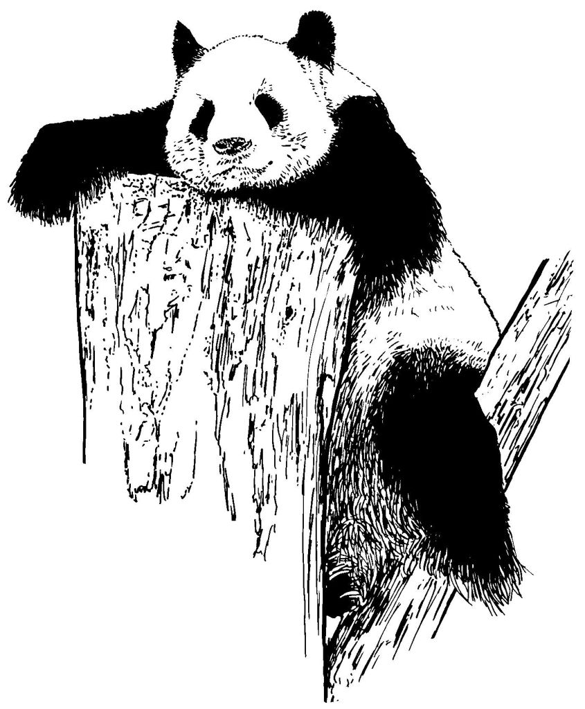 Página para colorir: Panda (animais) #12625 - Páginas para Colorir Imprimíveis Gratuitamente