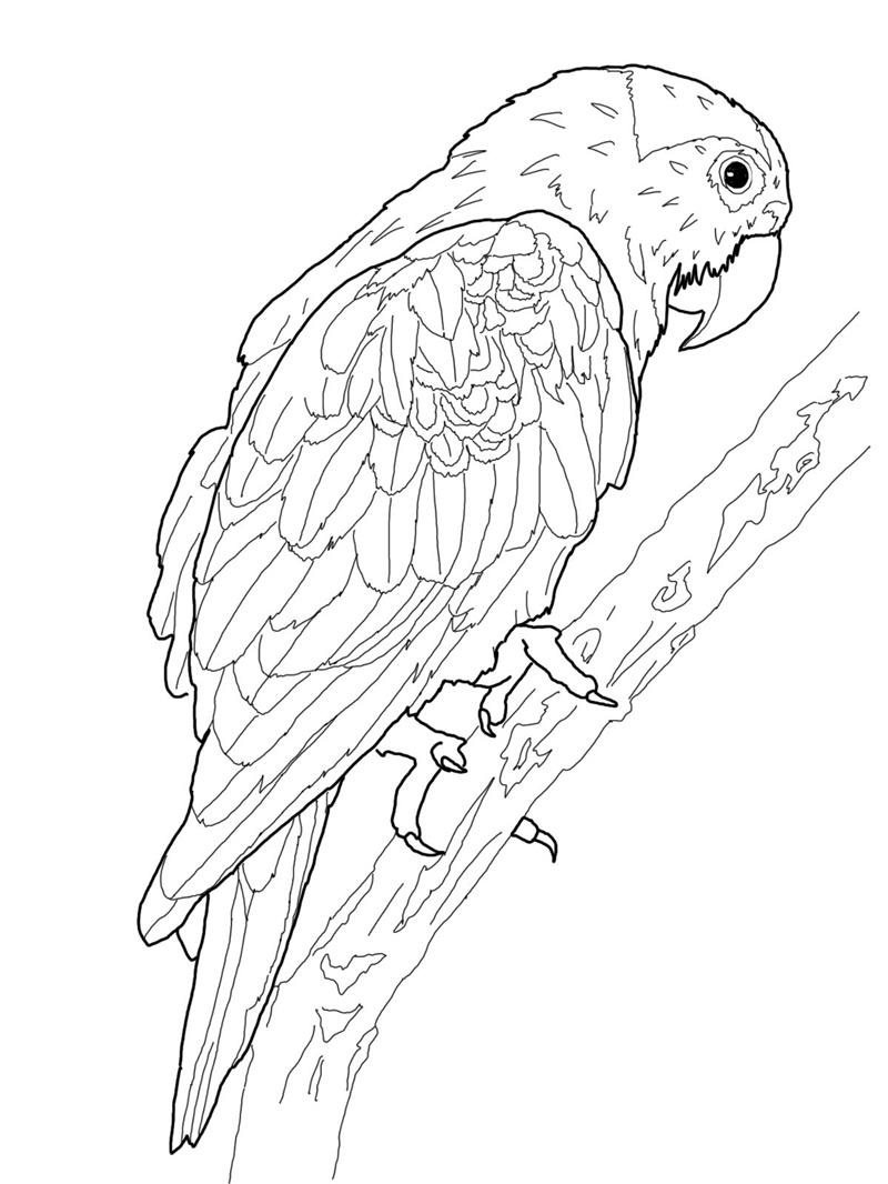 Página para colorir: Papagaio (animais) #16076 - Páginas para Colorir Imprimíveis Gratuitamente