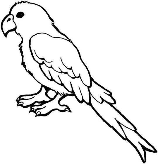Página para colorir: Papagaio (animais) #16077 - Páginas para Colorir Imprimíveis Gratuitamente