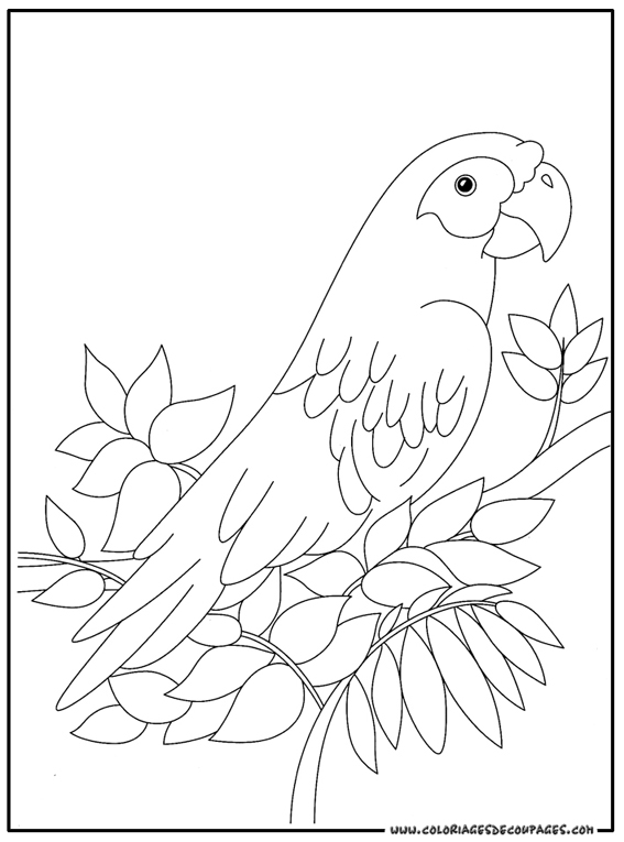 Página para colorir: Papagaio (animais) #16078 - Páginas para Colorir Imprimíveis Gratuitamente